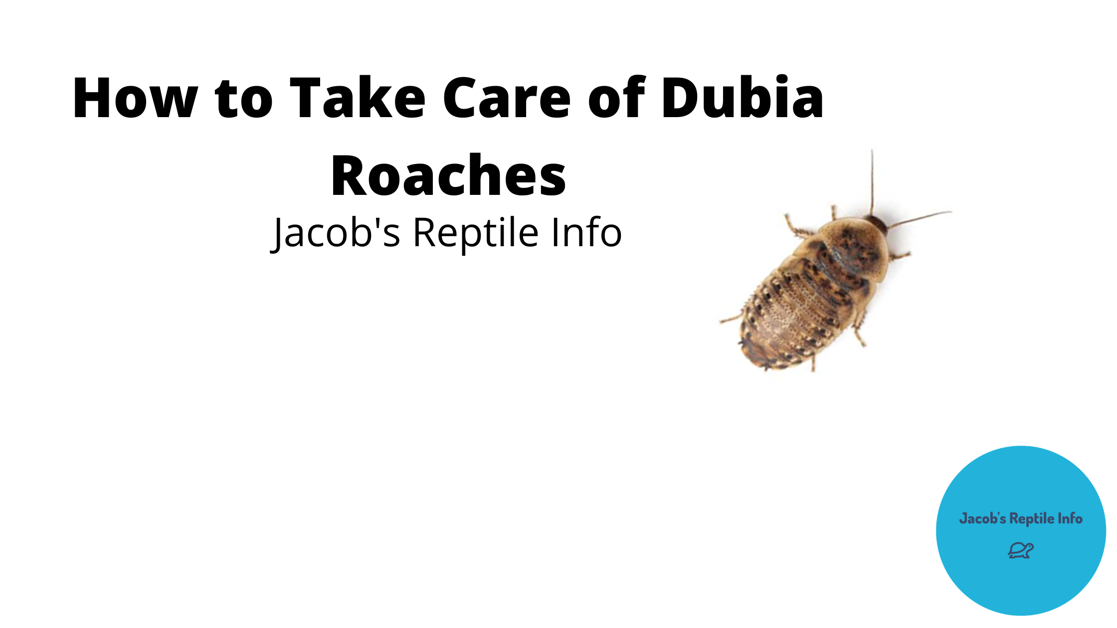 How to Take Care of Live Dubia Roaches